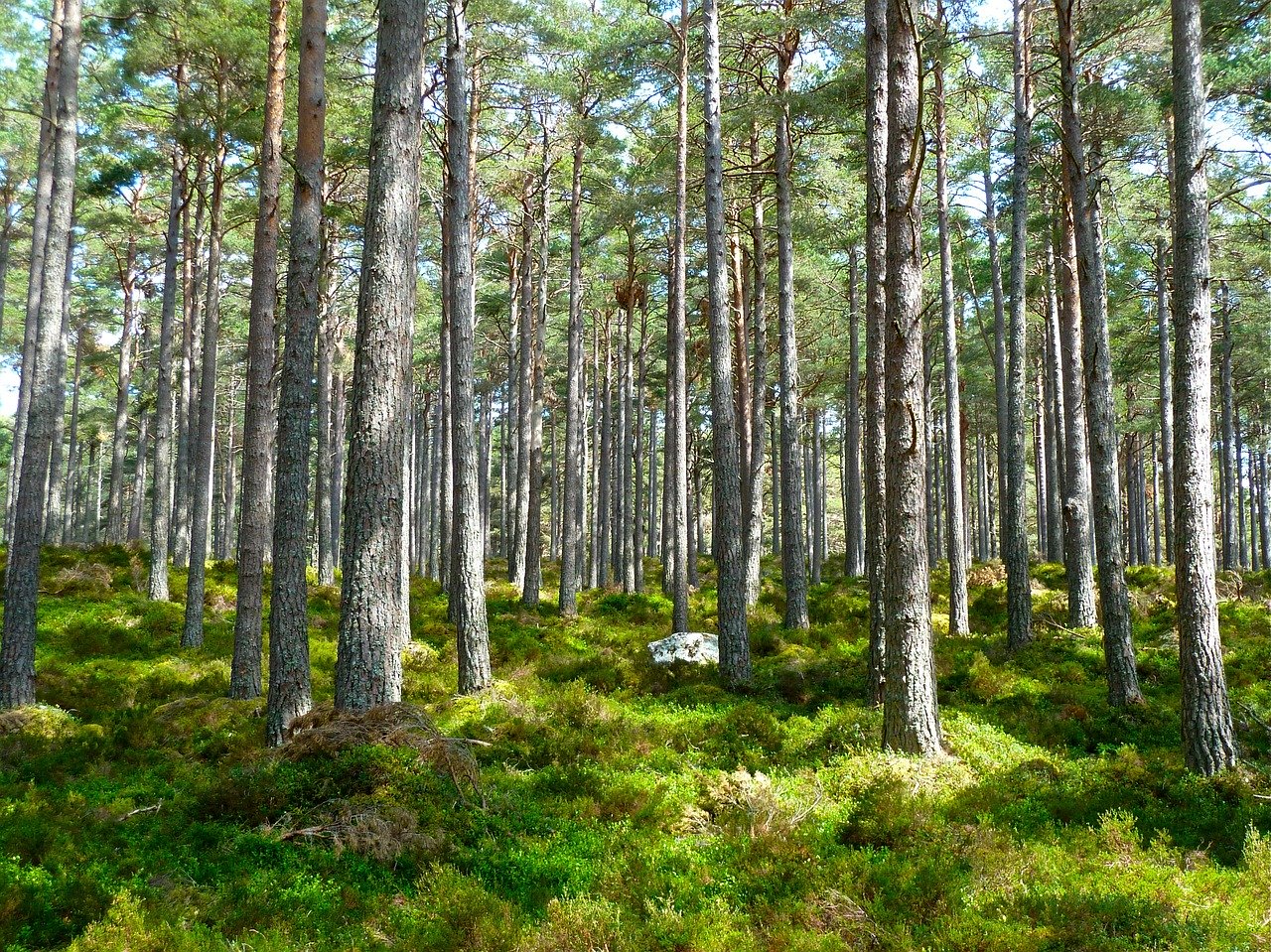 immobilier dans les landes